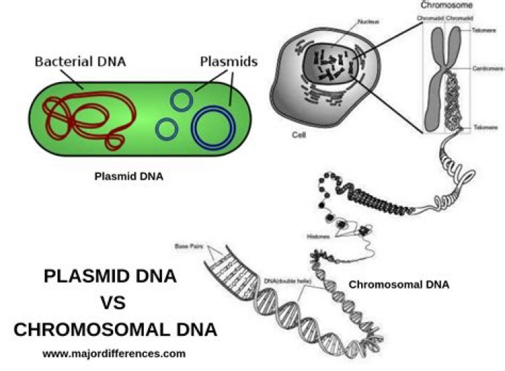What determines how much of the chromosomal DNA is transferred?