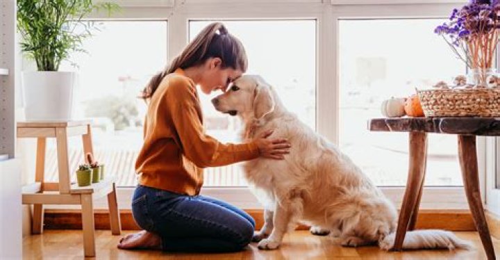 What do pets do for their owners?